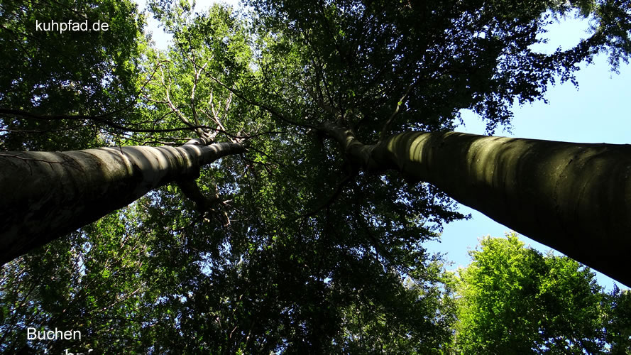 Buche Buche