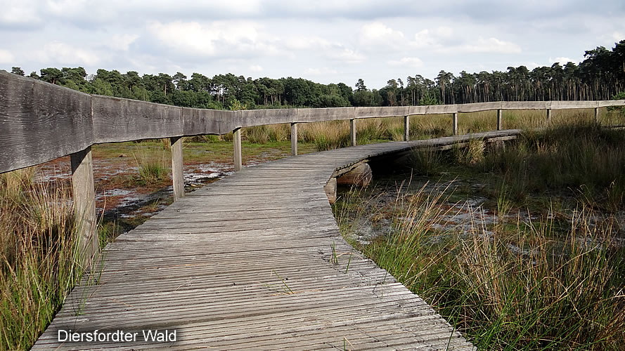 Diersfordter Wald