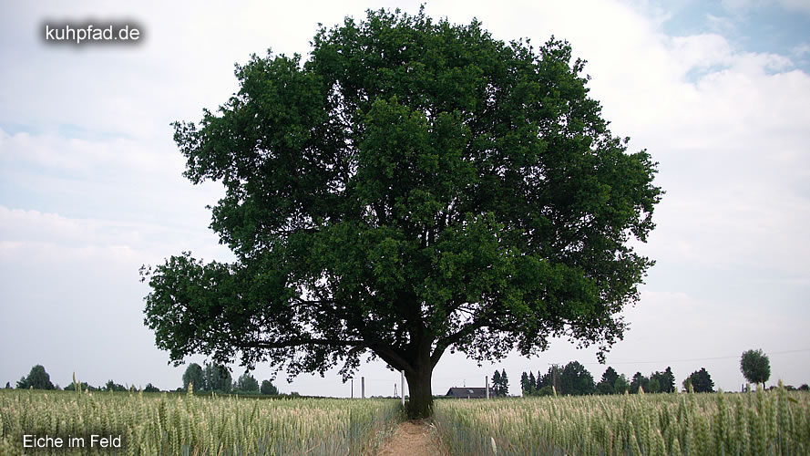 Eiche Eiche