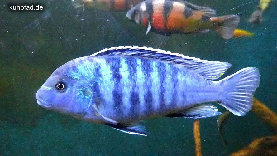 Fisch Aquarium Fisch Aquarium