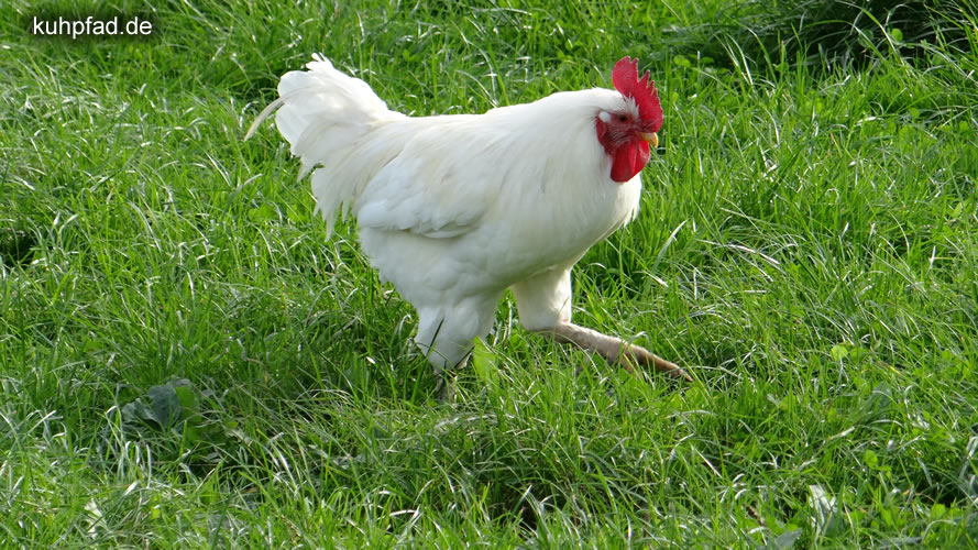 Huhn Dormagen Wildpark Huhn Dormagen Wildpark