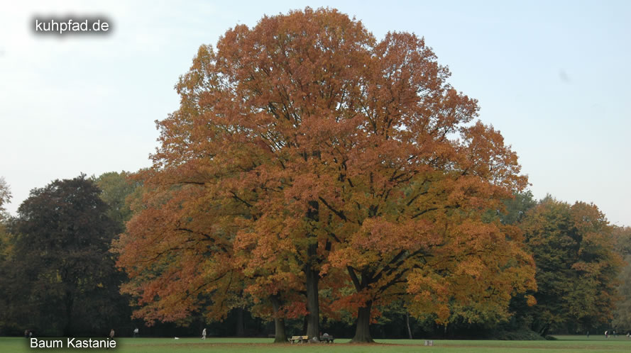 Kastanie Kastanie