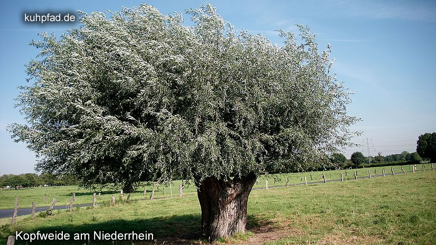 Kopfweide Kopfweide