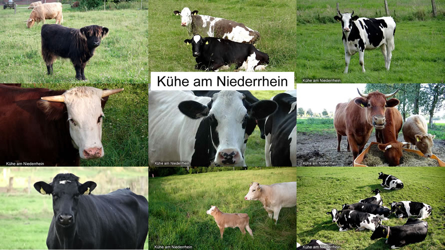 Kühe auf der Weide Kühe auf der Weide