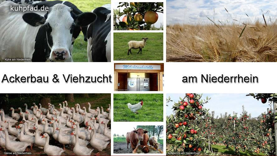 Landwirtschaft Viehzucht Landwirtschaft Viehzucht