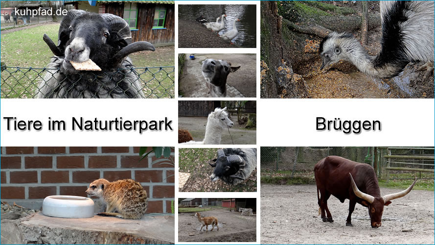 Natur- & Tierpark Brüggen Natur- & Tierpark Brüggen