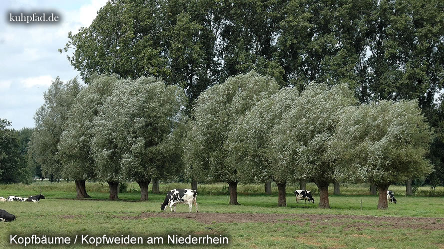 Photos Niederrhein Photos Niederrhein