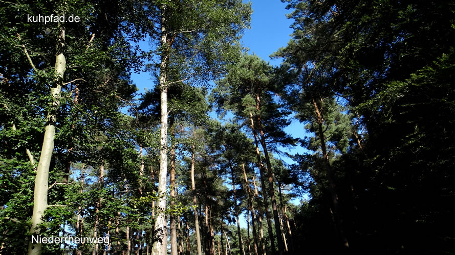 Niederrheinweg Niederrheinweg