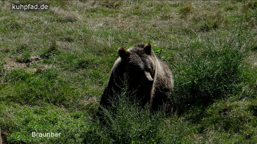 Braunbär Braunbär