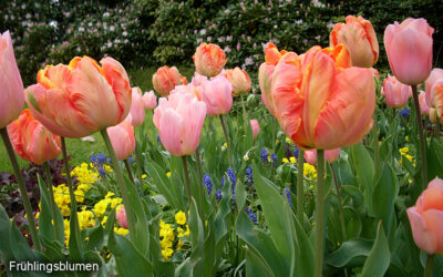 Frühlingserwachen Straelen