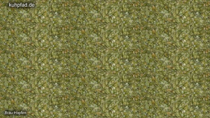 Hopfen Hopfen