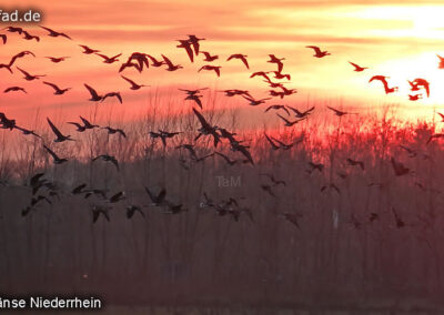 Wildgänse Kranenburg