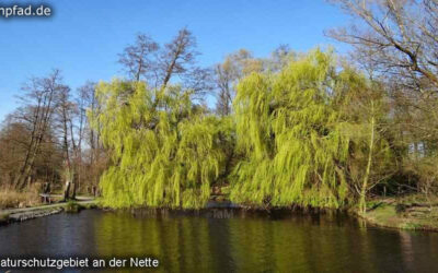 Rohrdommelprojekt Nettetal