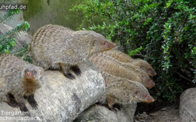 Tiergarten Mönchengladbach