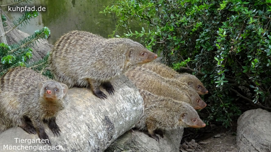 Tiergarten Mönchengladbach Tiergarten Mönchengladbach