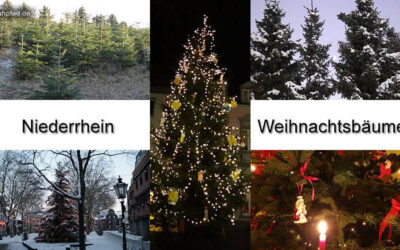 Weihnachtsbäume