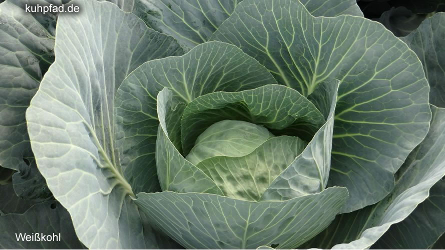 Weißkohl Weißkohl