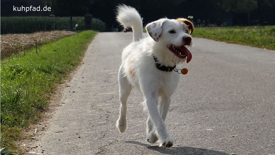 Hunde frei laufen lassenn Hunde frei laufen lassen