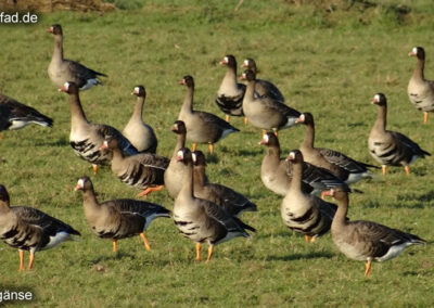 Wildgänse