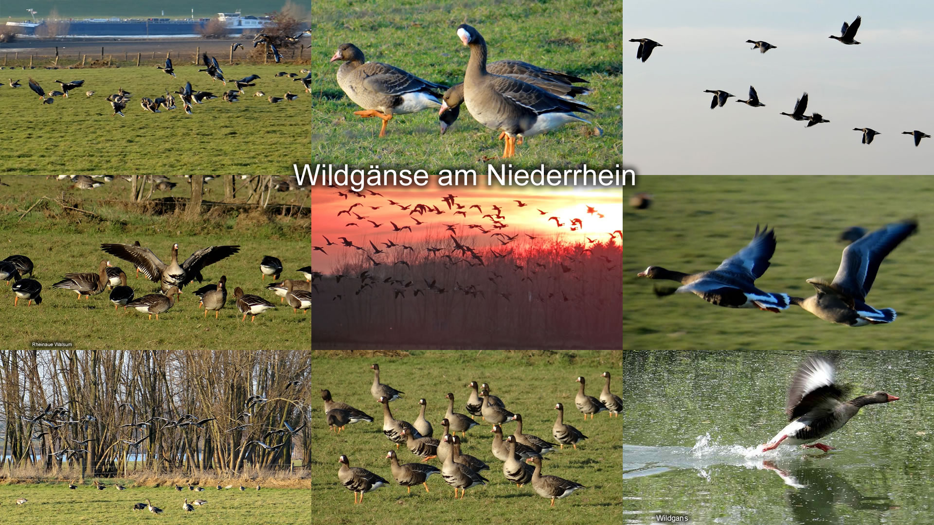 Wildgänse Wildgänse