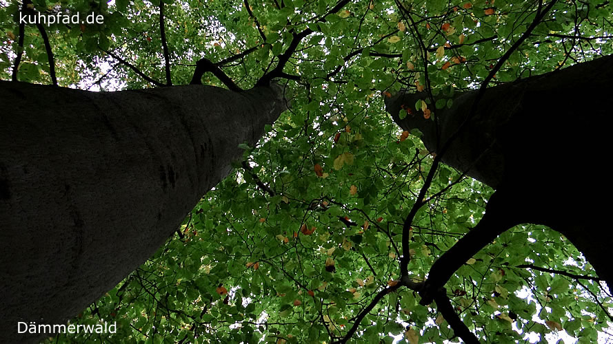 Dämmerwald Dämmerwald