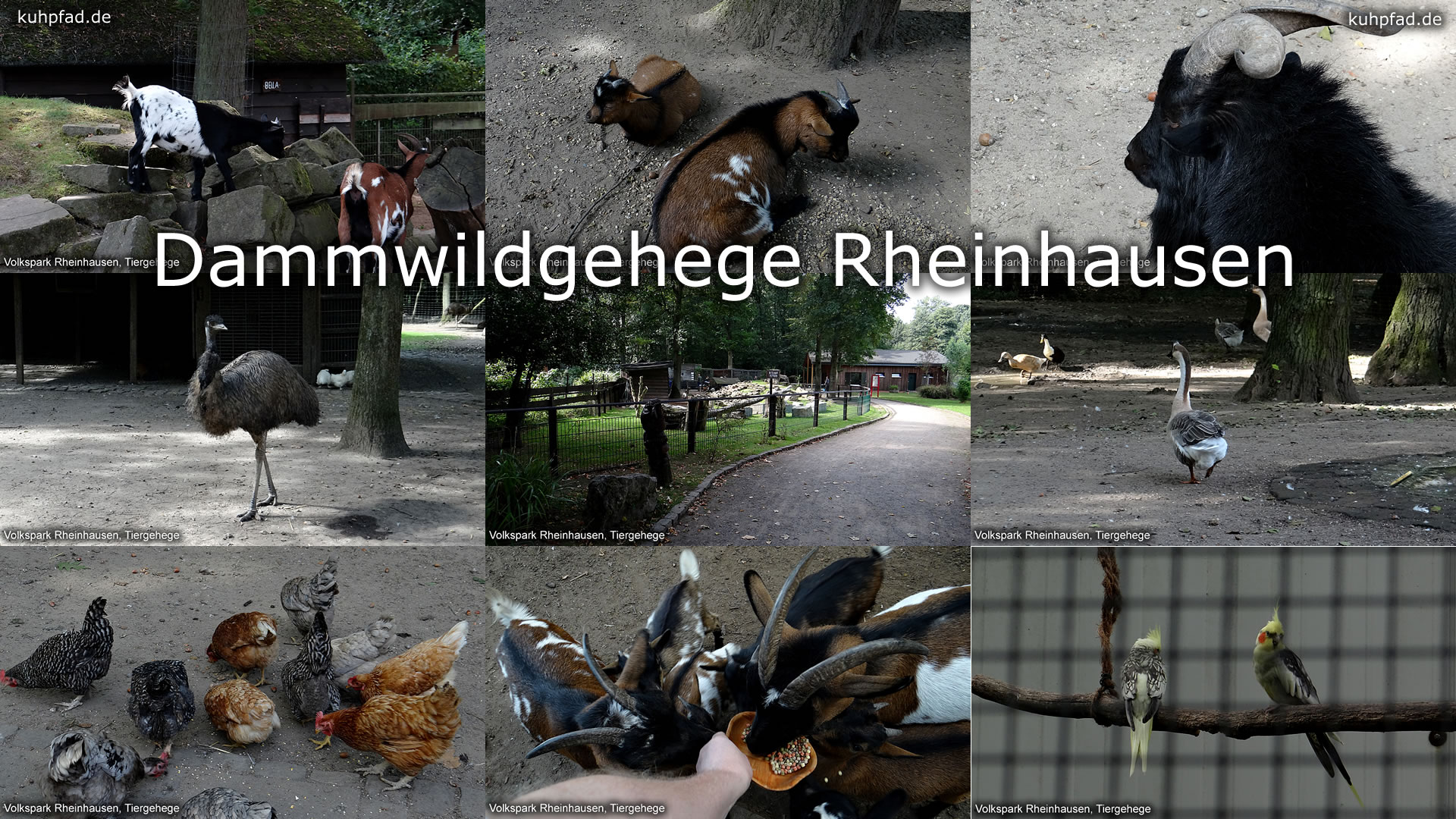 Damwildgehege Rheinhausen Damwildgehege Rheinhausen