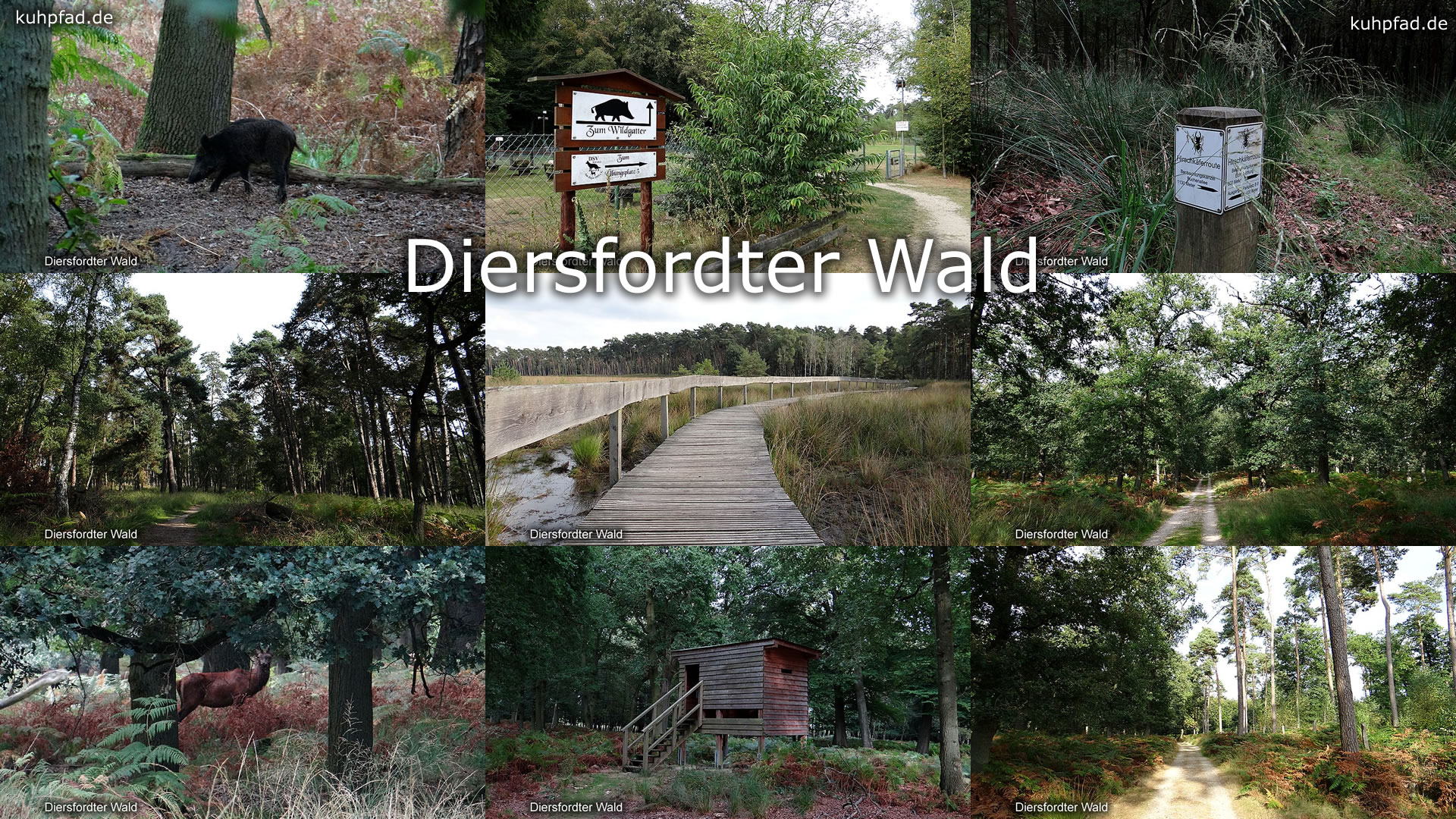 Diersfordter Wald Diersfordter Wald