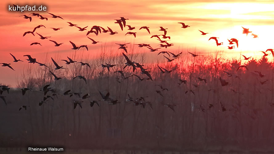 Wildgänse Rheinaue Walsum