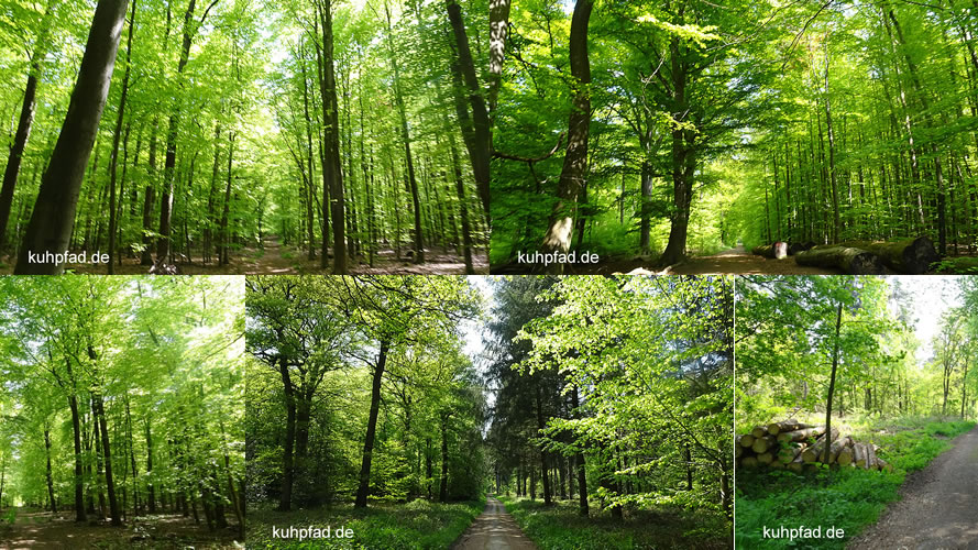 Uedemer Hochwald Uedemer Hochwald