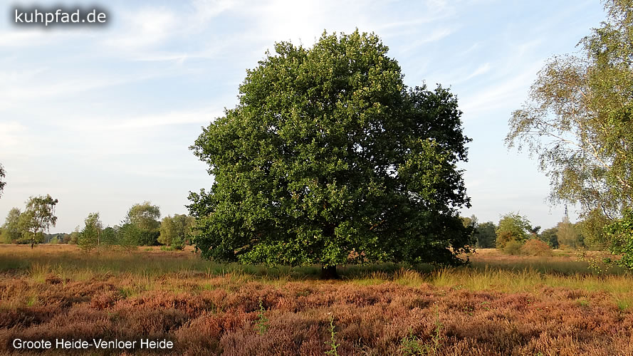 Venloer Heide Venloer Heide