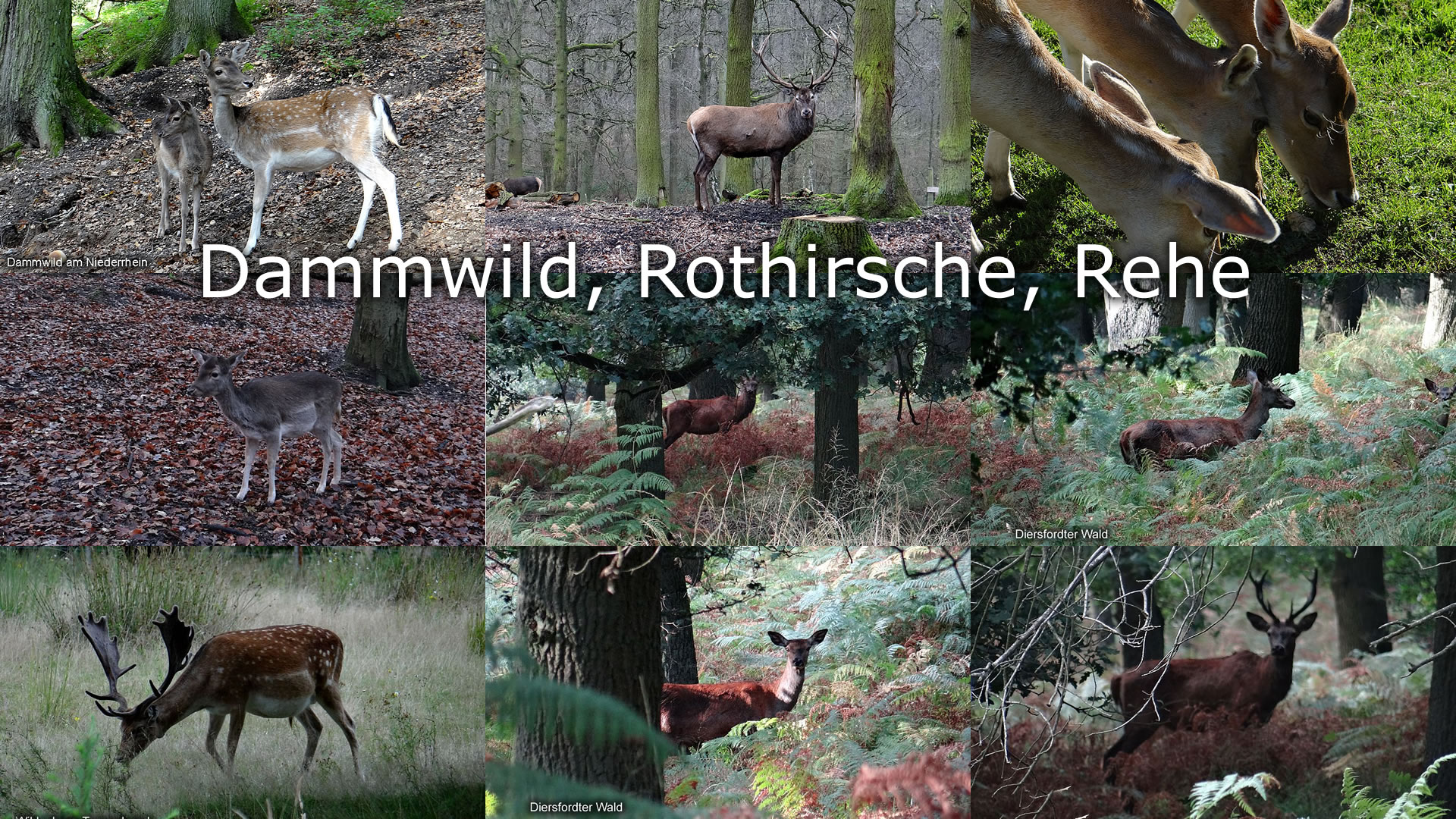 Dammwild Rotwild Rehe Dammwild Rotwild Rehe