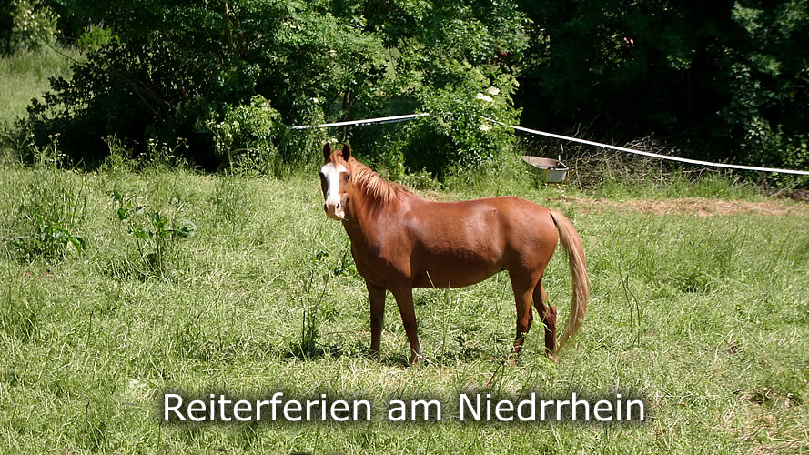 Reiterferien Reiterferien