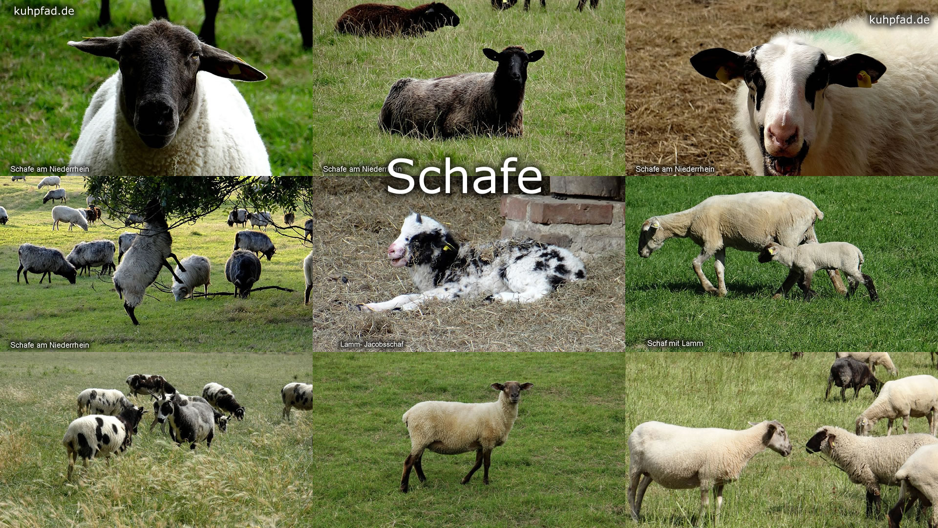 Schafe Schafe