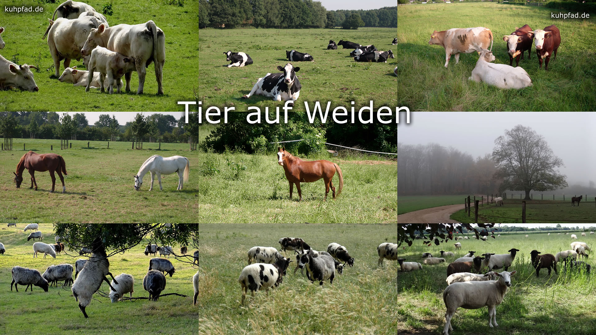 Tiere auf Weiden Tiere auf Weiden