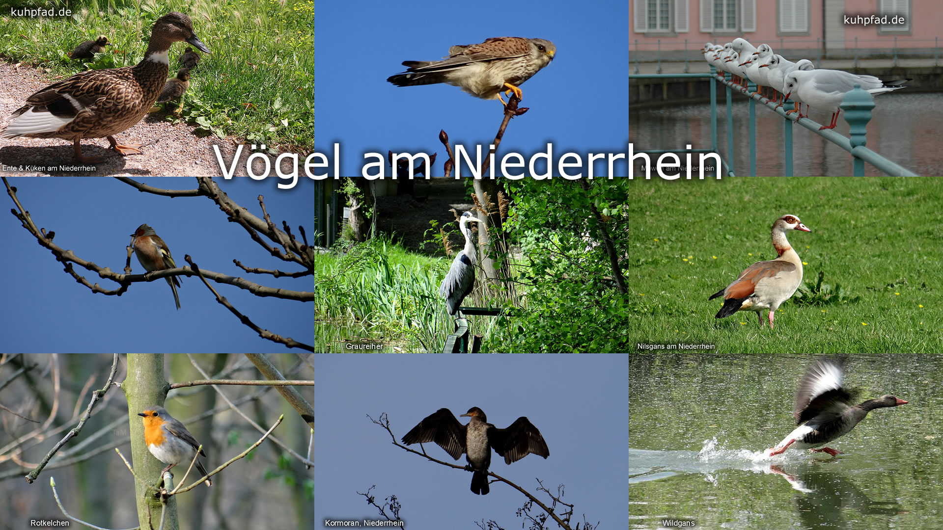 Vögel Vögel
