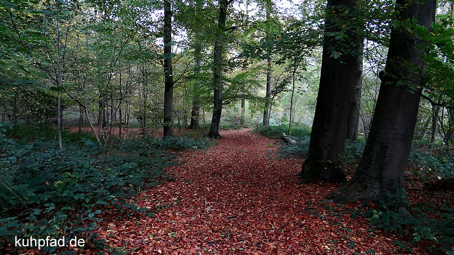 Wanderweg Staatsforst Rheurdt