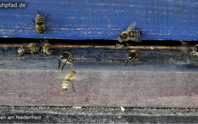 Bienen