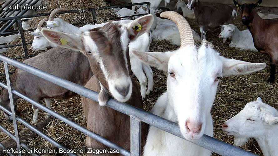 Hofkäserei Konnen Grefrath Hofkäserei Konnen Grefrath