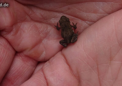 Frosch in Hand