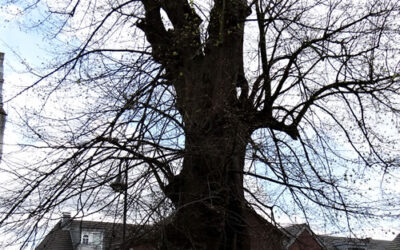 Nikolaus Linde Walbeck