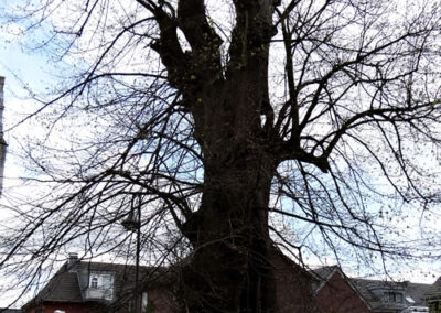 Nikolaus Linde Walbeck