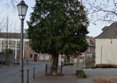 1000 jährige Eibe Xanten