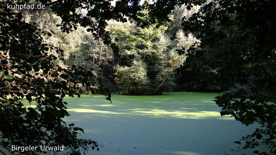 Birgeler Urwald Birgeler Urwald