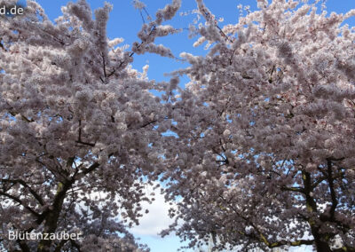Blütenzauber