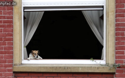 Hund schaut aus Fenster