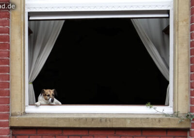 Hund schaut aus Fenster