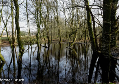 Lüttelforster Bruch