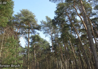 Lüttelforster Bruch