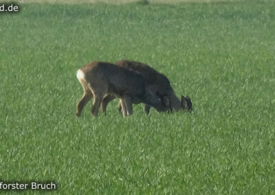 Lüttelforster Bruch