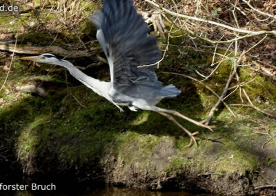 Lüttelforster Bruch